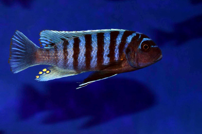 Maylandia zebra 'Narungu'